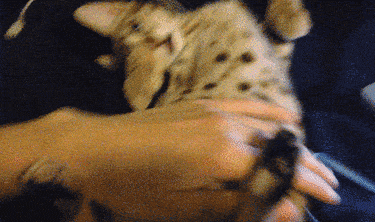 kitten