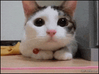 Cat Shaking GIFs