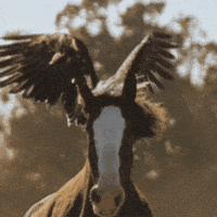 Super Bowl Horse GIF by Budweiser