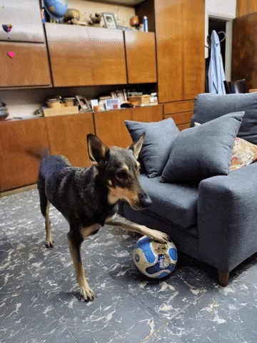 GIF by Brújula Estudio