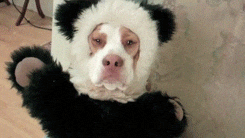 animals