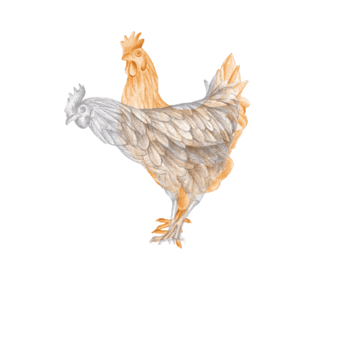 Chicken Sticker by Shaman Coffee