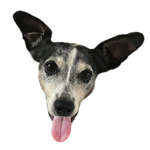 WONDERWALL STUDIOS Sticker