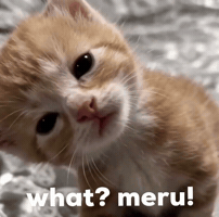 Cat What GIF
