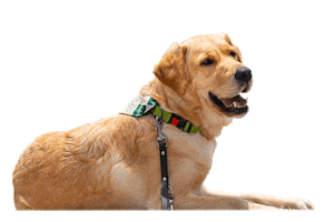 USF St. Petersburg Sticker