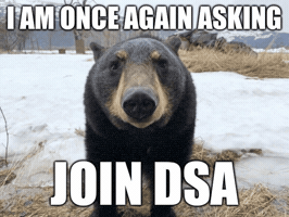 Asking Black Bear GIF