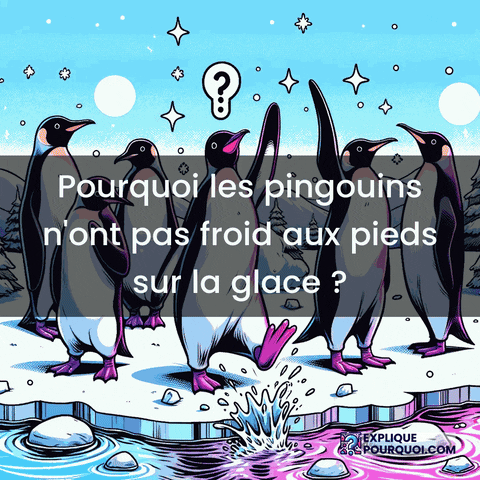 Pingouins GIF by ExpliquePourquoi.com