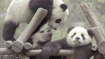 panda bear GIF