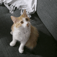 Cats Reaction GIF by Hill's Pet Nutrition EMEA