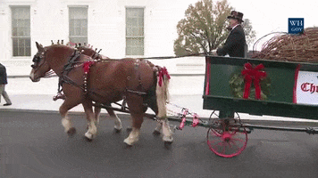 Christmas Tree Obama GIF by US National Archives