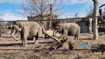 KniesKinderzoo zoo elefant zirkus rapperswil GIF