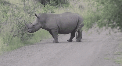 Momma Rhino GIFs - Get the best GIF on GIPHY