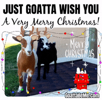 Merry Christmas Cute Goats GIF by Goatta Be Me Goats! Adventures of Java, Toffee, Pumpkin and Cookie!