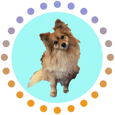 Russellthepomeranian GIF by Benchmark Real Estate