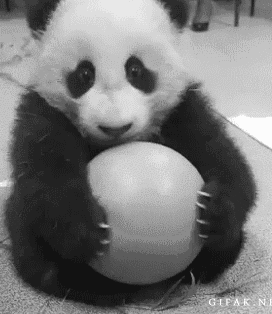baby pandas playing gif