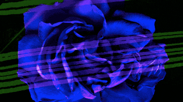 Red Rose Art GIF by Elvis Costello