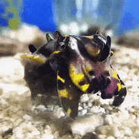 sidestep flamboyant cuttlefish GIF by California Academy of Sciences