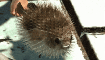 Yakuza 6 Pufferfish GIF