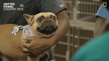 National Geographic Dog GIF by Nat Geo Wild