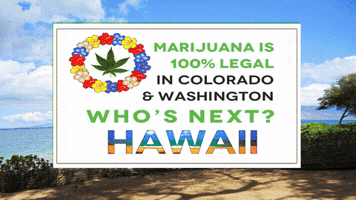 marywhisperingwind cannabis hawaii marijuana colorado GIF