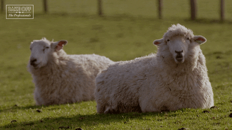 Two sheep sit in grass and chew, with the logo of The Great British Bake-Off: The Professionals in the corner