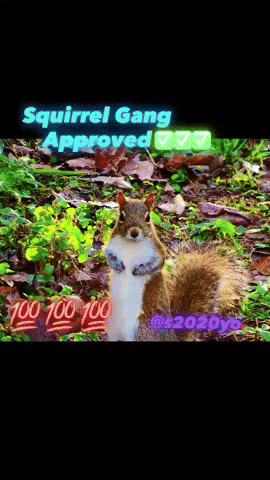 Joke Squirrel GIF
