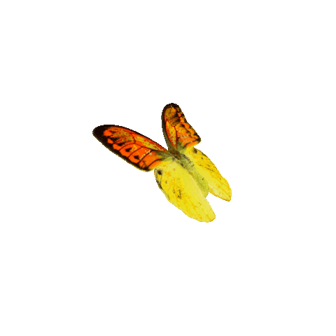 Butterfly Sticker