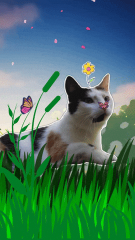 Cat GIF