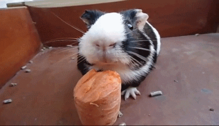 Image result for guinea pig gif