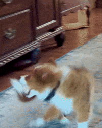 Tiny-dog GIFs - Get the best GIF on GIPHY