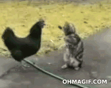 chicken fighting GIF