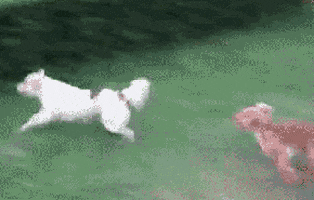 Dog Fails | Funny GIFs of Puppies Falling