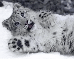 Snow Leopar GIF