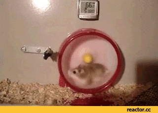 giphy.gif?cid=ecf05e47e7f570531fbf57f02a