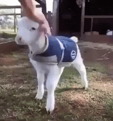 Teamwhitegoat GIF by 901fpv