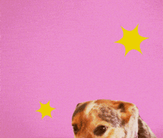 Cattle Dog Jelly GIF by GIPHY Studios 2022