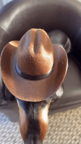 Dog GIF