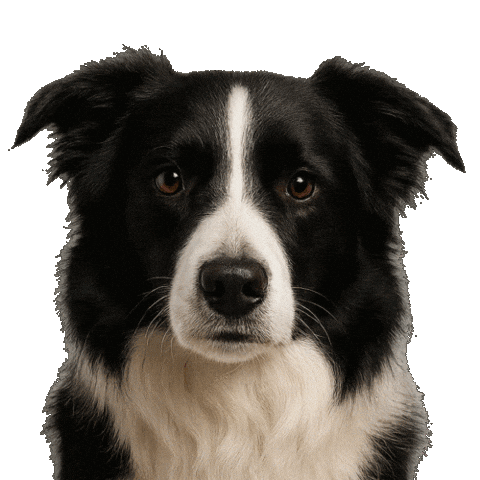 Super Premium Pet Sticker by Solito Alimentos