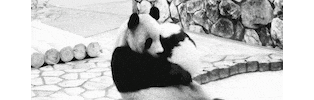 panda bear hug GIF