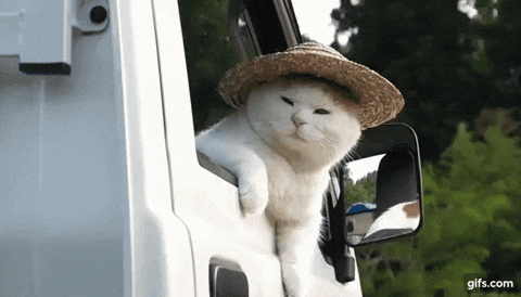 Cat Farm GIF