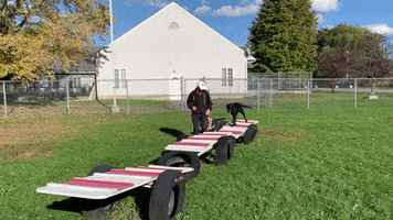 Canadian Guide Dogs For The Blind GIF
