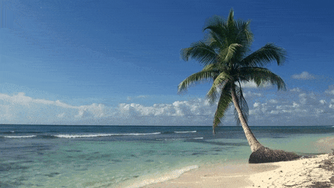 Tropical Beach GIFs - Get the best GIF on GIPHY