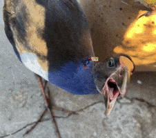 Bird Sprite GIF