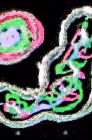 Glitch GIF