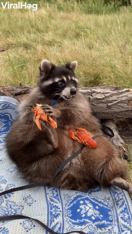 Super Sized Raccoon Fills Up On Seafood GIF by ViralHog