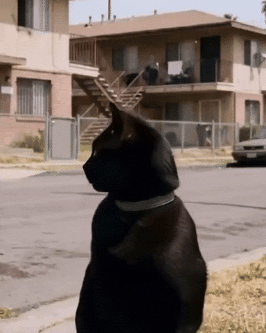 Black Cat GIF