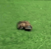 Platypus GIFs - Get the best GIF on GIPHY