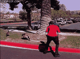 giphy.gif