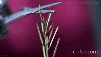 Rapidplantmovement GIF