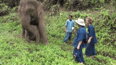 mom elephants GIF